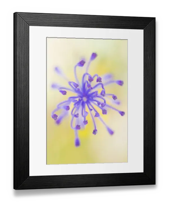 Framed Print : Tassel hyacinth (Muscari comosum) flower from above. Cyprus. April Framed Print : Tassel hyacinth (Muscari comosum) flower from above. Cyprus. April