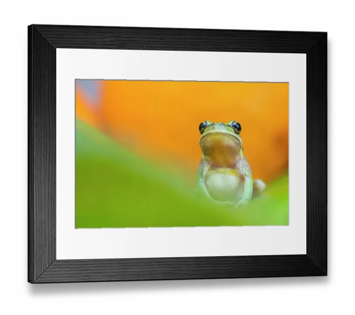 Framed Print : Lemon-yellow tree frog (Hyla savignyi) Cyprus. April Framed Print : Lemon-yellow tree frog (Hyla savignyi) Cyprus. April