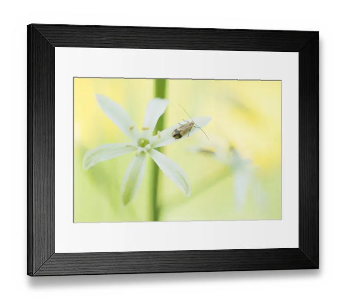 Framed Print : Star of Bethlehem (Ornithogalum narbonense) flower, insect on petal. Cyprus. April Framed Print : Star of Bethlehem (Ornithogalum narbonense) flower, insect on petal. Cyprus. April