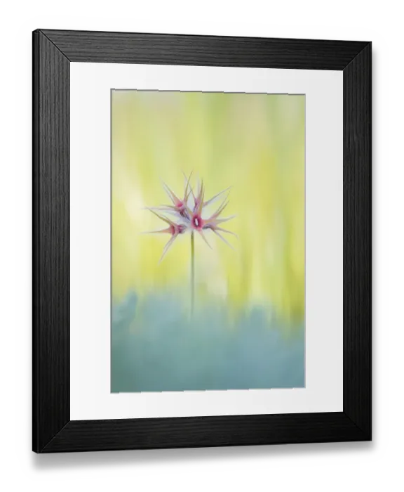 Framed Print : Star clover (Trifolium stellatum). Cyprus. April Framed Print : Star clover (Trifolium stellatum). Cyprus. April
