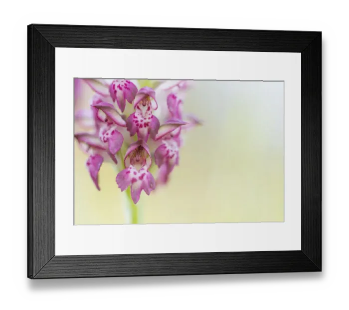 Framed Print : Fragrant bug orchid (Anacamptis coriophora), close up. Cyprus. April Framed Print : Fragrant bug orchid (Anacamptis coriophora), close up. Cyprus. April