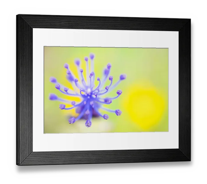 Framed Print : Tassel hyacinth (Muscari comosum) flower. Cyprus. April Framed Print : Tassel hyacinth (Muscari comosum) flower. Cyprus. April