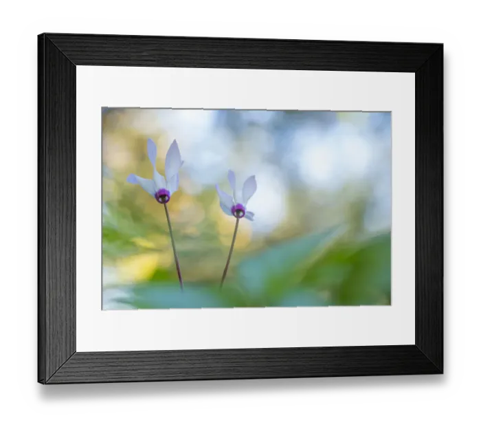 Framed Print : Persian cyclamen (Cyclamen persicum) flowers. Cyprus. April Framed Print : Persian cyclamen (Cyclamen persicum) flowers. Cyprus. April
