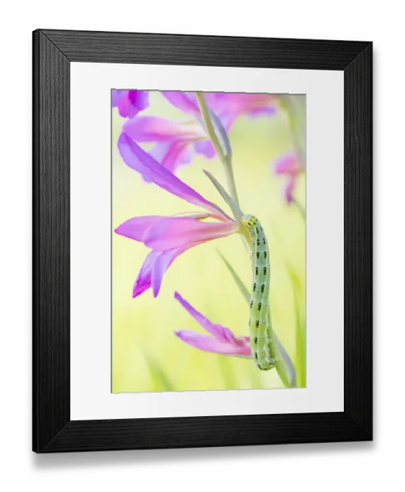 Framed Print : Sword-grass moth (Xylena exsoleta) caterpillar on Field gladiolus (Gladiolus italicus) Framed Print : Sword-grass moth (Xylena exsoleta) caterpillar on Field gladiolus (Gladiolus italicus)