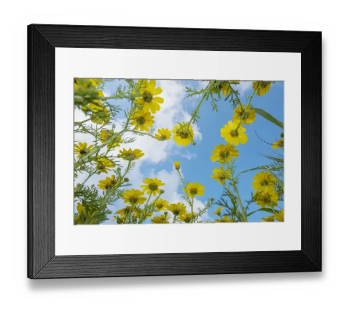 Framed Print : Crown daisy (Glebionis coronarium) flowers against sky, low angle view. Cyprus. April Framed Print : Crown daisy (Glebionis coronarium) flowers against sky, low angle view. Cyprus. April
