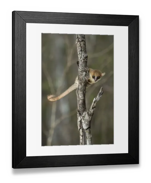 Framed Print : Madame Berthes Mouse Lemur (Microcebus berthae), the worlds smallest primate Framed Print : Madame Berthes Mouse Lemur (Microcebus berthae), the worlds smallest primate