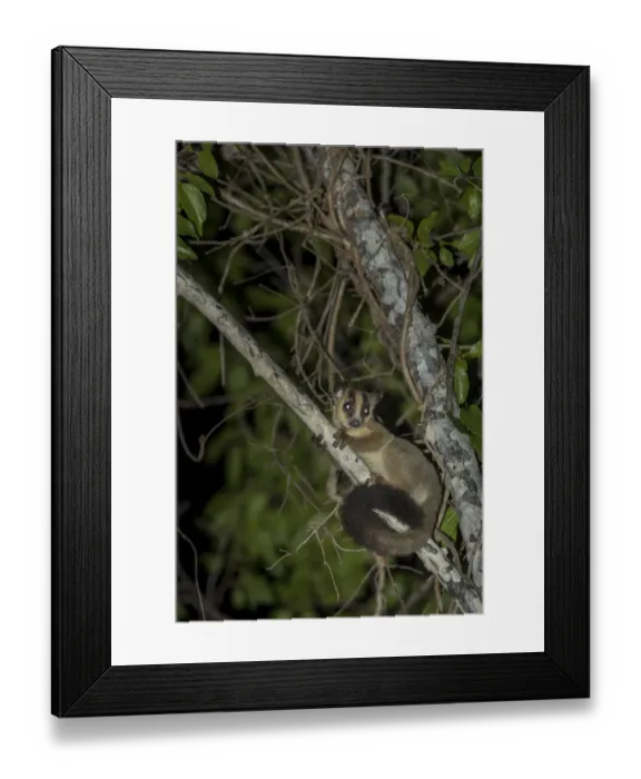 Framed Print : Pale fork-marked lemur (Phaner pallescens) in search for food at night, Kirindy Deciduous Forest