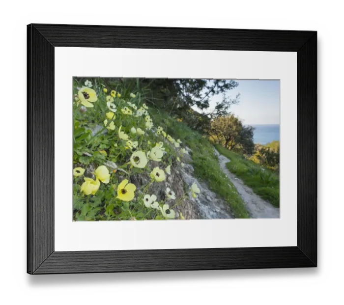 Framed Print : Turban buttercup (Ranunculus asiaticus) growing on bank beside footpath with sea beyond