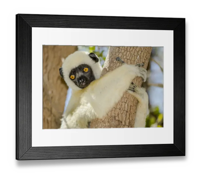 Framed Print : Deckens sifaka (Propithecus deckenii) Tsimembo area, Madagascar Framed Print : Deckens sifaka (Propithecus deckenii) Tsimembo area, Madagascar
