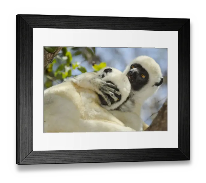 Framed Print : Deckens sifaka (Propithecus deckenii) grooming each other, Tsimembo area, Madagascar Framed Print : Deckens sifaka (Propithecus deckenii) grooming each other, Tsimembo area, Madagascar