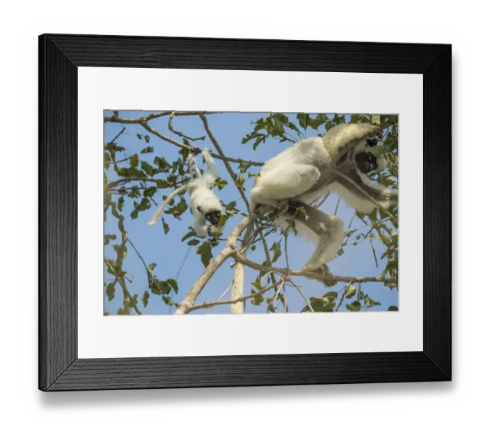 Framed Print : Deckens sifaka (Propithecus deckenii) female and his young playing, Tsimembo area, Madagascar Framed Print : Deckens sifaka (Propithecus deckenii) female and his young playing, Tsimembo area, Madagascar