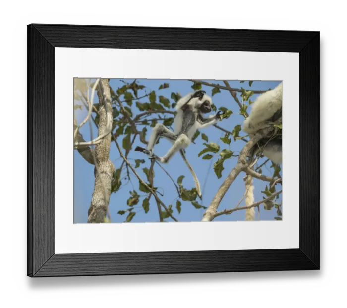 Framed Print : Deckens sifaka (Propithecus deckenii) female and his young playing, Tsimembo area, Madagascar Framed Print : Deckens sifaka (Propithecus deckenii) female and his young playing, Tsimembo area, Madagascar