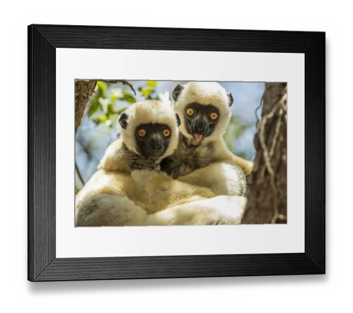 Framed Print : Deckens sifaka (Propithecus deckenii) grooming each other, Tsimembo area, Madagascar