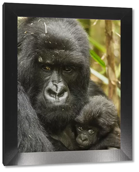 Adult Mountain gorilla (Gorilla beringei beringei) holding baby, Hirwa group, Volcanoes