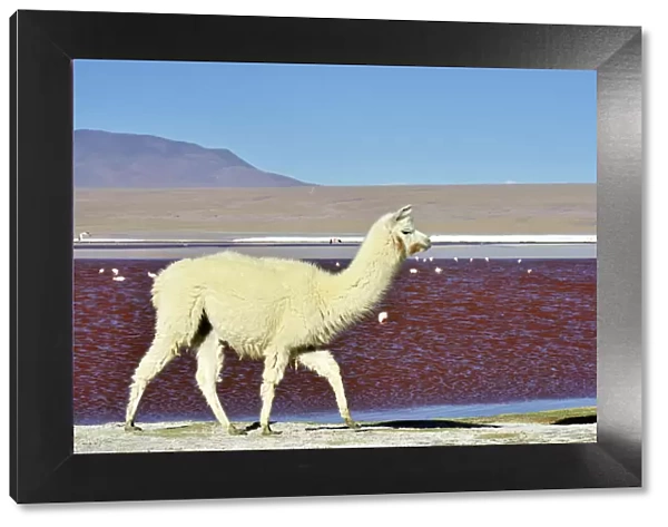 Llama (Lama glama) Laguna colorada. Altiplano, Bolivia