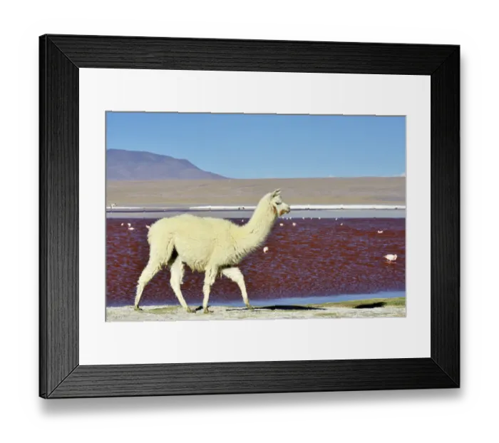Framed Print : Llama (Lama glama) Laguna colorada. Altiplano, Bolivia Framed Print : Llama (Lama glama) Laguna colorada. Altiplano, Bolivia