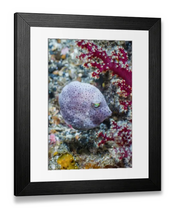 Framed Print : Taylors pygmy leatherjacket (Brachaluteres taylori). Lembeh Strait, North Sulawesi Framed Print : Taylors pygmy leatherjacket (Brachaluteres taylori). Lembeh Strait, North Sulawesi