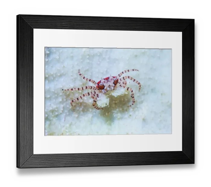 Framed Print : Boxer Crab (Lybia tessellata) with sea anemones in its claws for defense. Lembeh Strait Framed Print : Boxer Crab (Lybia tessellata) with sea anemones in its claws for defense. Lembeh Strait