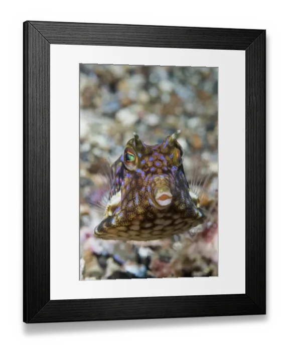 Framed Print : Thornback cowfish (Lactoria fornasini). Lembeh Strait, North Sulawesi, Indonesia Framed Print : Thornback cowfish (Lactoria fornasini). Lembeh Strait, North Sulawesi, Indonesia
