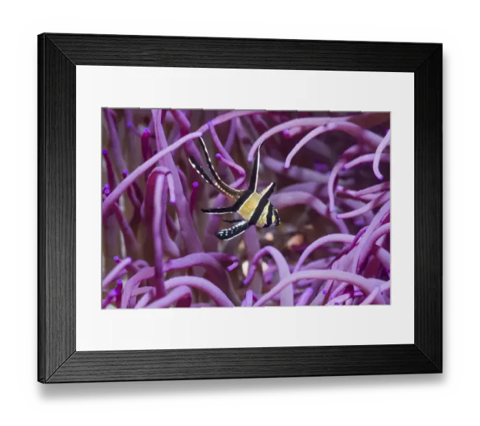 Framed Print : Banggai cardinalfish (Pterapogon kauderni) with a Corkscrew or Long tentacle anemone Framed Print : Banggai cardinalfish (Pterapogon kauderni) with a Corkscrew or Long tentacle anemone