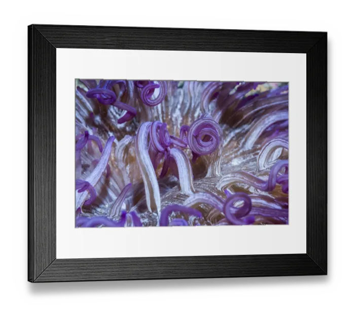 Framed Print : Corkscrew or Long tentacle anemone (Macrodactyla doreensis). Lembeh Strait, North Sulawesi Framed Print : Corkscrew or Long tentacle anemone (Macrodactyla doreensis). Lembeh Strait, North Sulawesi