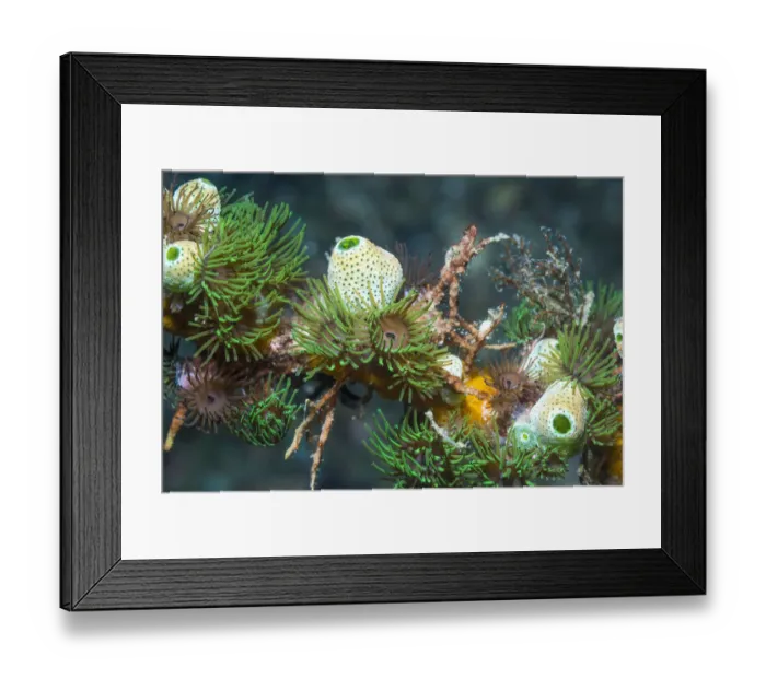 Framed Print : Colonial anemones (Amphianthus nitidus) with Green urn sea squirts (Didemnum molle) Framed Print : Colonial anemones (Amphianthus nitidus) with Green urn sea squirts (Didemnum molle)