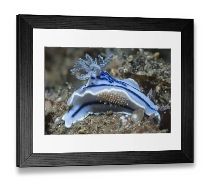 Framed Print : Nudibranch (Chromodoris willani) with a scale worm. Lembeh Strait, North Sulawesi, Indonesia Framed Print : Nudibranch (Chromodoris willani) with a scale worm. Lembeh Strait, North Sulawesi, Indonesia