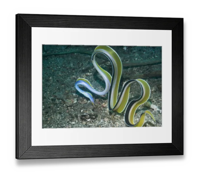 Framed Print : Ribbon eel ( Rhinomuraena quaesita) Lembeh Strait, North Sulawesi, Indonesia Framed Print : Ribbon eel ( Rhinomuraena quaesita) Lembeh Strait, North Sulawesi, Indonesia