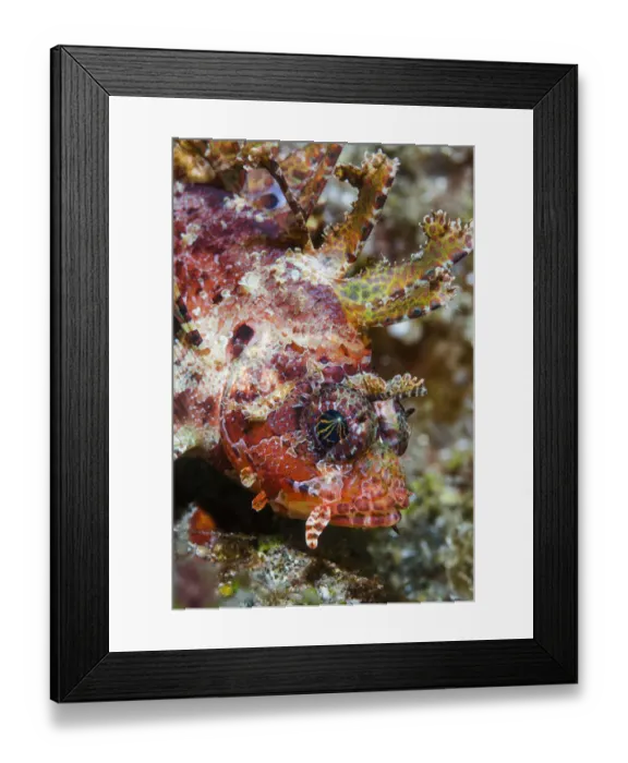 Framed Print : Shortfin lionfish (Dendrochirus brachypterus). Lembeh Strait, North Sulawesi, Indonesia Framed Print : Shortfin lionfish (Dendrochirus brachypterus). Lembeh Strait, North Sulawesi, Indonesia