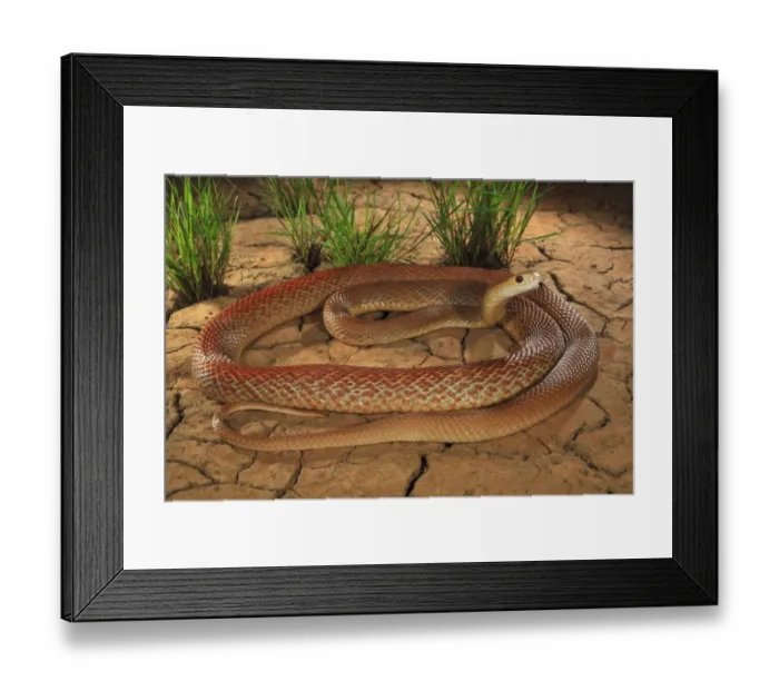 Framed Print : Coastal taipan (Oxyuranus scutellatus) tasting air, Julatten, north Queensland, Australia
