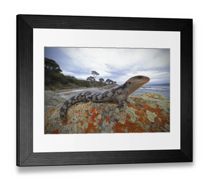 Framed Print : Lowland blotched blue-tongue (Tiliqua nigrolutea) on a coastal bluff in the Bay of Framed Print : Lowland blotched blue-tongue (Tiliqua nigrolutea) on a coastal bluff in the Bay of