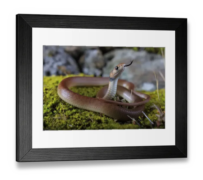 Framed Print : Eastern brownsnake (Pseudonaja textilis) juvenile. Australia