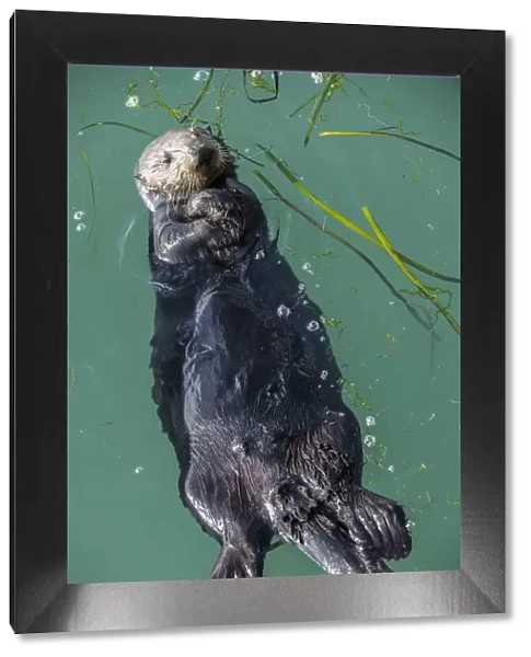 Sea Otter, (Enhydra lutris), young male, Elkhorn Slough, California, USA. January