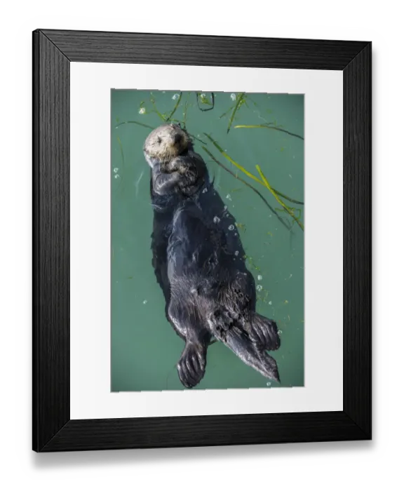 Framed Print : Sea Otter, (Enhydra lutris), young male, Elkhorn Slough, California, USA. January Framed Print : Sea Otter, (Enhydra lutris), young male, Elkhorn Slough, California, USA. January