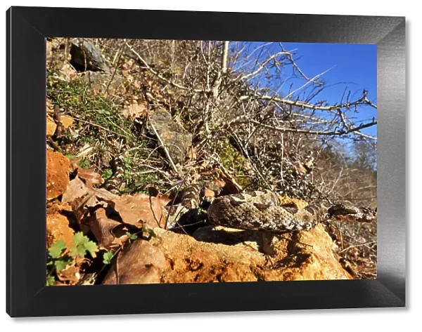 Horned viper (Vipera ammodytes) in natural setting, Turkey