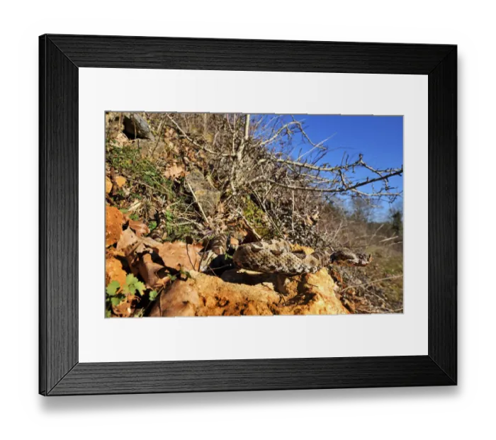 Framed Print : Horned viper (Vipera ammodytes) in natural setting, Turkey Framed Print : Horned viper (Vipera ammodytes) in natural setting, Turkey