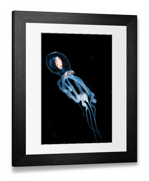 Framed Print : Wonderpus octopus (Wunderpus photogenicus) in its juvenile or larval stage Framed Print : Wonderpus octopus (Wunderpus photogenicus) in its juvenile or larval stage