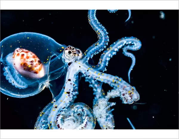 Larval Wonderpus octopus (Wunderpus photogenicus) drifting in the open ocean at night off Anilao