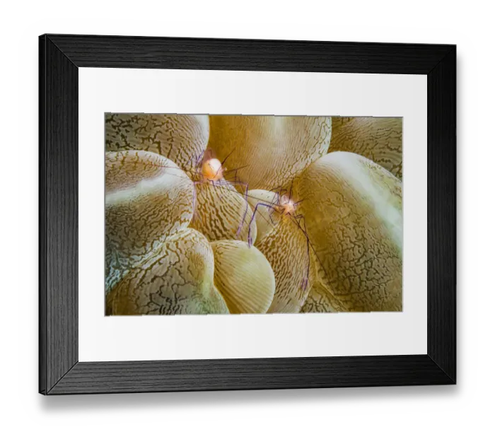 Framed Print : Bubble coral shrimp (Vir philippinensis) on Bubble coral (Plerogyra sp). Anilao, Philippines Framed Print : Bubble coral shrimp (Vir philippinensis) on Bubble coral (Plerogyra sp). Anilao, Philippines