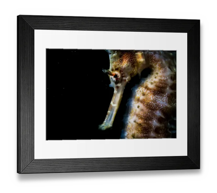Framed Print : Thorny or spiny seahorse (Hippocampus histrix) portrait made off Anilao, Philippines Framed Print : Thorny or spiny seahorse (Hippocampus histrix) portrait made off Anilao, Philippines