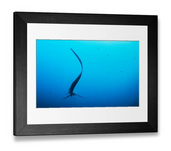 Framed Print : Pelagic thresher shark (Alopias pelagicus) cleaned by a Bluestreak cleaner wrasse Framed Print : Pelagic thresher shark (Alopias pelagicus) cleaned by a Bluestreak cleaner wrasse