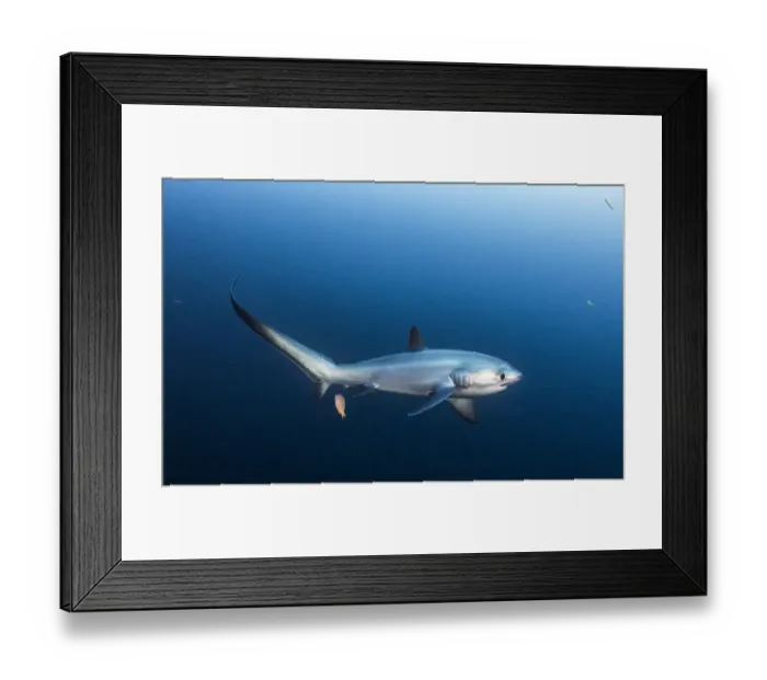 Framed Print : Pelagic thresher shark (Alopias pelagicus) being cleaned by a bluestreak cleaner wrasse Framed Print : Pelagic thresher shark (Alopias pelagicus) being cleaned by a bluestreak cleaner wrasse