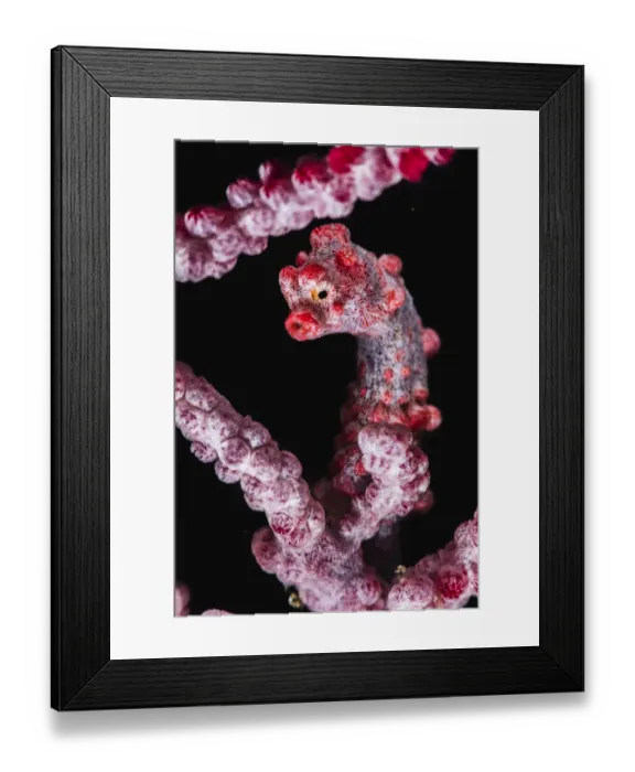 Framed Print : Pygmy seahorse (Hippocampus bargibanti) holding on to a branch of a sea fan coral Framed Print : Pygmy seahorse (Hippocampus bargibanti) holding on to a branch of a sea fan coral