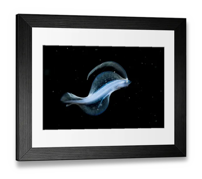 Framed Print : Larval flounder (possibly Laeops Kitahara) in the open ocean at night off Anilao, Philippines Framed Print : Larval flounder (possibly Laeops Kitahara) in the open ocean at night off Anilao, Philippines