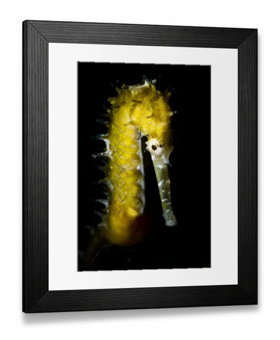 Framed Print : Portrait of a Thorny seahorse (Hippocampus histrix) near Malapascua, Philippines Framed Print : Portrait of a Thorny seahorse (Hippocampus histrix) near Malapascua, Philippines