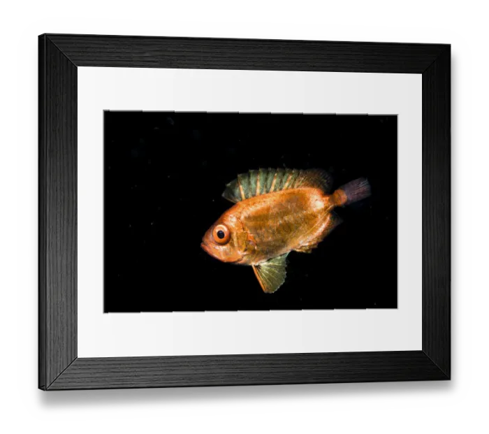 Framed Print : A juvenile soldierfish, possibly a Crescent-tail bigeye (Priacanthus hamrur) in Framed Print : A juvenile soldierfish, possibly a Crescent-tail bigeye (Priacanthus hamrur) in
