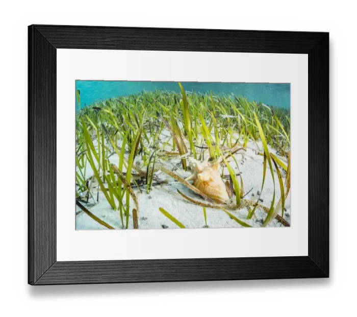 Framed Print : Queen conch (Lobatus gigas) juvenile feeding on algae growing on Seagrass (Thalassia Framed Print : Queen conch (Lobatus gigas) juvenile feeding on algae growing on Seagrass (Thalassia