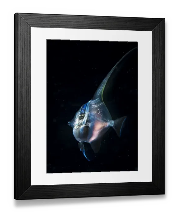 Framed Print : Moorish idol (Zanclus cornutus) juvenile with transparent skin in the open ocean