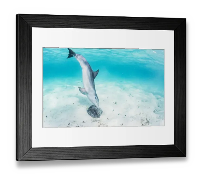 Framed Print : Bottlenose dolphin (Tursiops truncatus) underwater rubbing herself on a sponge off Eleuthera Framed Print : Bottlenose dolphin (Tursiops truncatus) underwater rubbing herself on a sponge off Eleuthera