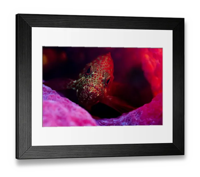 Framed Print : Graysby fish (Cephalopholis cruentata) a type of grouper, hiding in a sponge off Eleuthera Framed Print : Graysby fish (Cephalopholis cruentata) a type of grouper, hiding in a sponge off Eleuthera